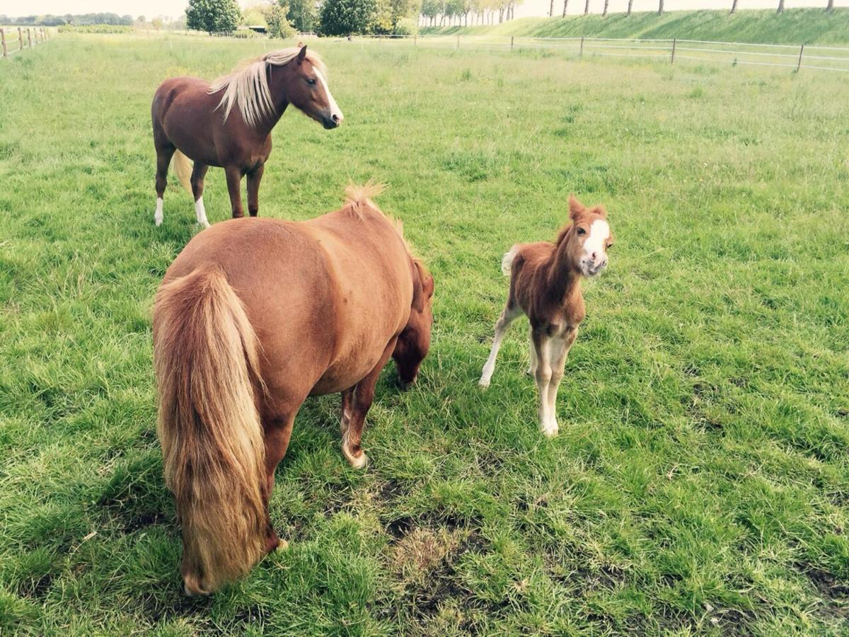 Buitenplaats Langewijk Zuidoostbeemster ภายนอก รูปภาพ